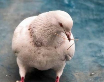 Промышленность мясных голубей является одной из новых специальностей птицеводства