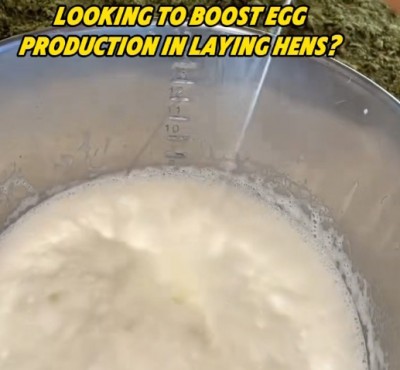 Хотите увеличить производство яиц у куриц?
